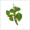 Tulsi